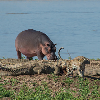 South Luangwa - Leopard, hippo and crocodiles